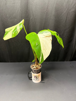 Monstera Mint 3 Leaves