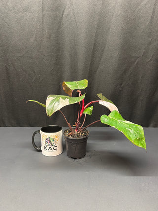 Philodendron Red Anderson 4"