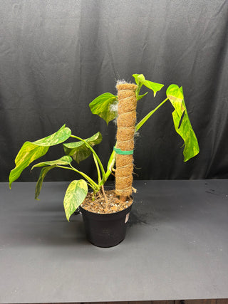 Monstera Aurea Large Form