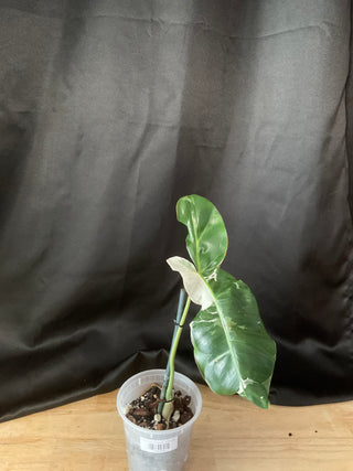 Philodendron Pariso Verde Albo 5.5" Pot - 1 Leaf