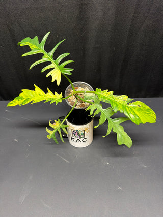 Philodendron Florida Beauty x Tortum - 6 Leaves