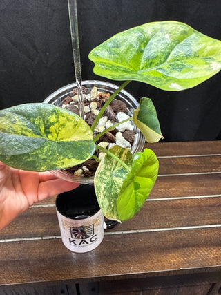 Alocasia Sinuata Aurea