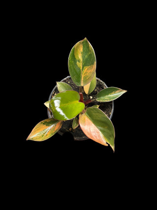 Philodendron Red Congo Variegated