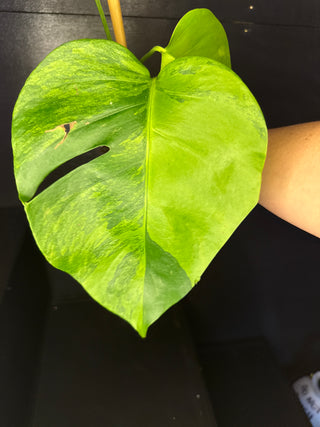 Monstera 'GoG' (Green on Green) 3 leaves