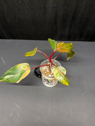 Philodendron Fire Princess AT130 3" Pot