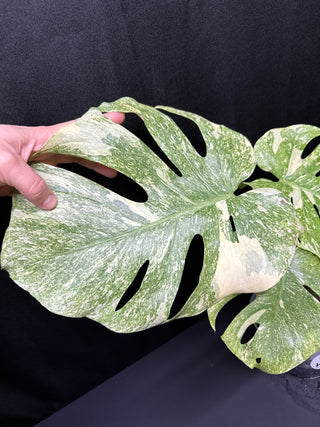 Monstera Platinum