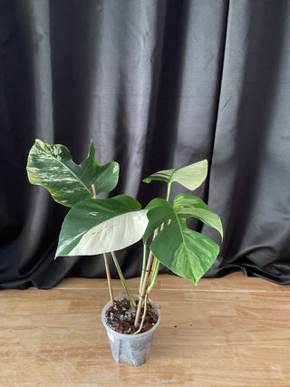 Monstera Mint 6" Pot