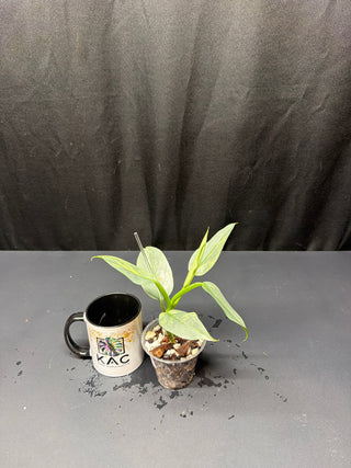 Philodendron Silver Sword Var. 3" Pot