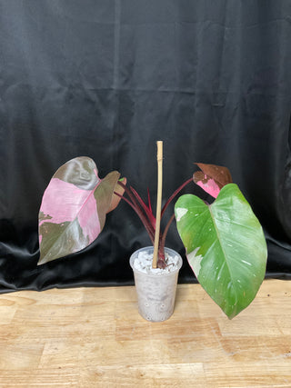 Philodendron Pink Princess King