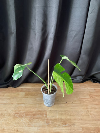 Monstera Mint 4.5" Pot - 3 Leaves