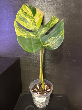 Monstera Aurea AR80 1 Leaf