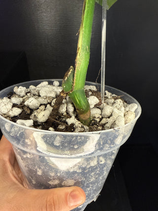 Monstera Mint - Single Leaf