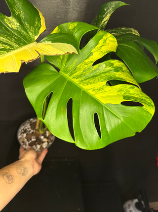 Monstera Pom-Pom 3 Leaves