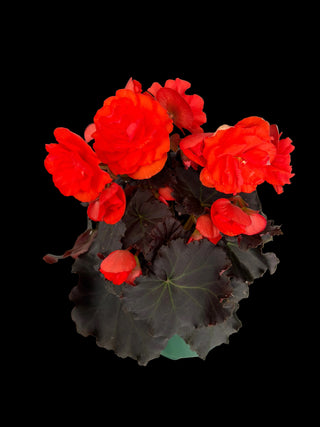 Begonia - Solenia - 6" Pot