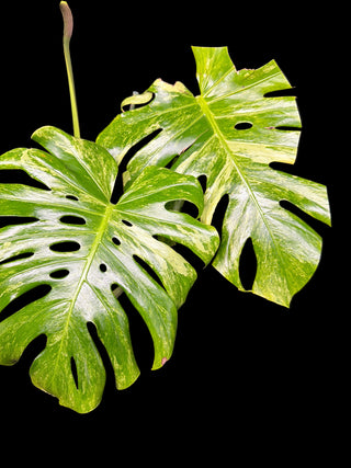 Monstera Ocean Mint