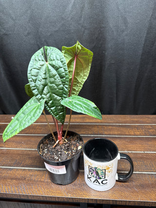 Anthurium RVDP x Luxurians