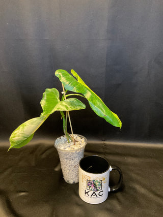 Philodendron 'Jenifer' Florida Beauty x Billie 4" Pot - 2-3 Leaves