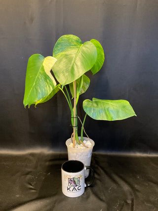 Monstera Aurea - 4 Leaves