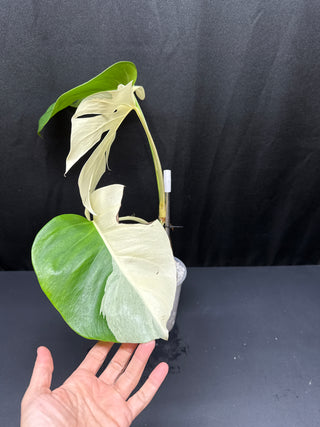 Monstera Albo Sectoral