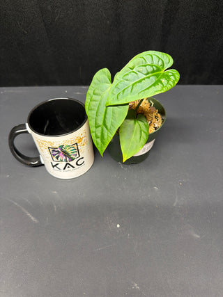 Anthurium Wuhoos 1st Night x (Besseae 'Spider' x RLFS Bunny)