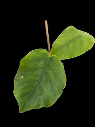 Monstera Dubia - 2 Leaves