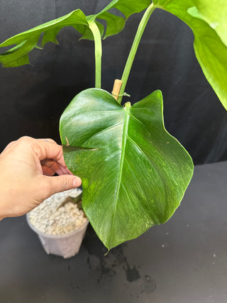 Monstera Sphinx low color