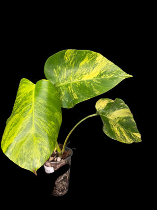 Monstera Aurea 3 Leaves