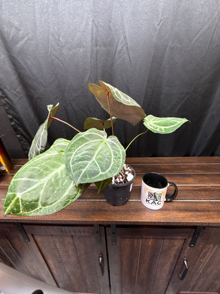 Anthurium Black Widow x Michelle x Zara