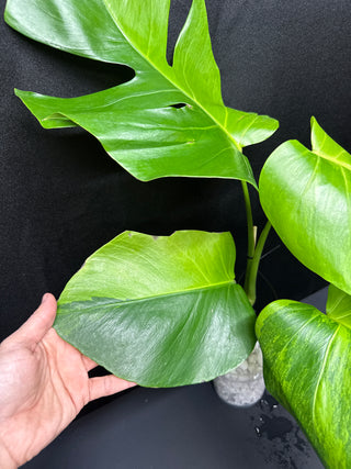 Monstera Green on Green