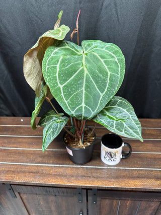 Anthurium RC F3 x Michelle Zara
