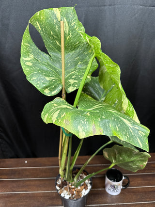 Monstera Tricolor Mutation