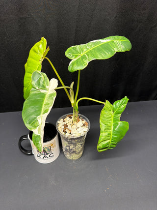 Philodendron Pariso Verde Albo
