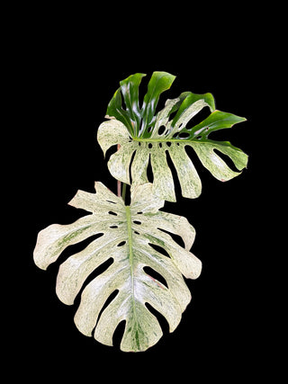 Monstera Sphinx Mint