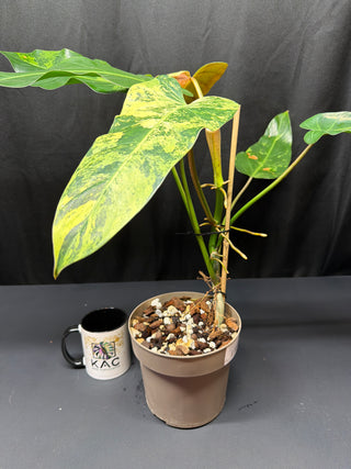 Philodendron Whipple Way XL