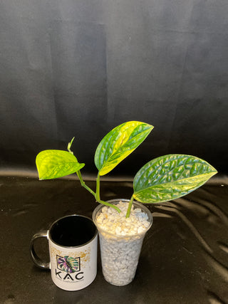Monstera Peru Variegated - 3 Leaves