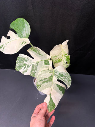 Monstera Albo Marble - 4 Leaves
