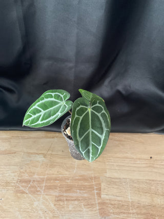 Anthurium Carla Blackie