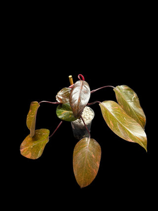 Philodendron Orange Princess