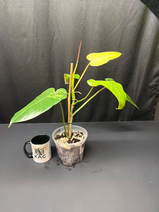 Philodendron Whipple Way 5 Leaves