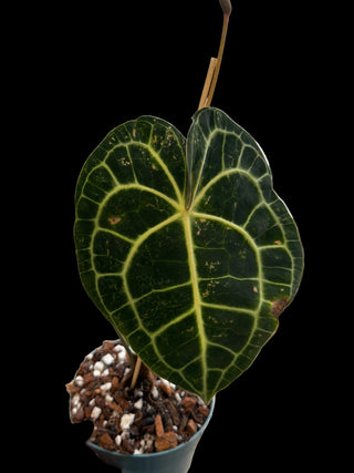 Anthurium Clarinervium - 6" pot - Growers choice