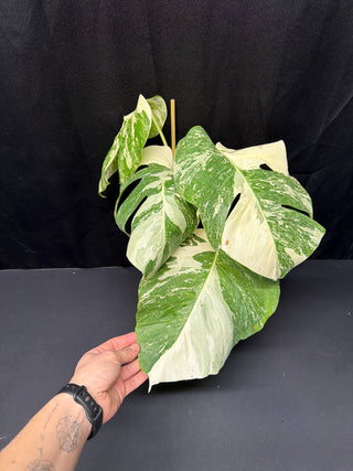 Monstera Albo Marble - 4 Leaves