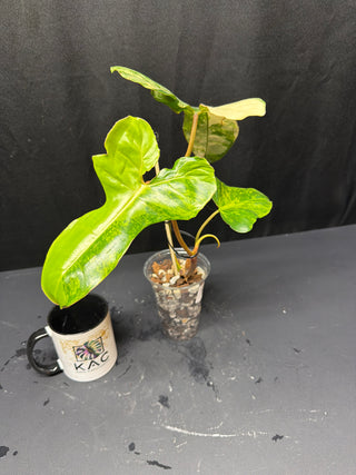 Philodendron 'Jenifer' Florida Beauty x Billie - 3 Leaves