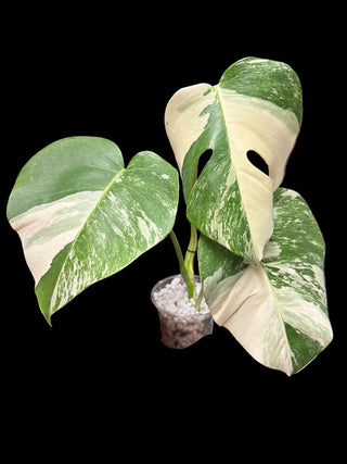 Monstera Albo Marble - 3 Leaves
