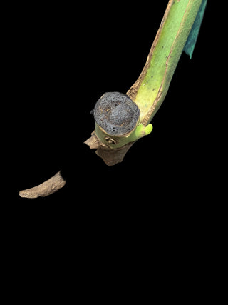 Monstera Form6 - Single Leaf