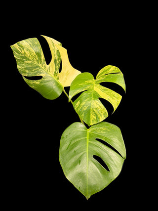 Monstera Aurea 3 Leaves