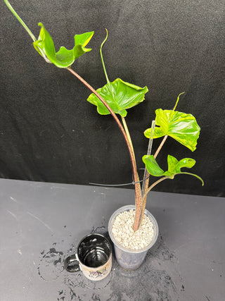 Alocasia Variegated Stingray
