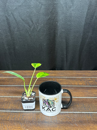 Philodendron Green Congo Nuclear - Small