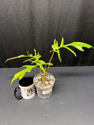 Philodendron Florida Beauty x Tortum - 3 Leaves
