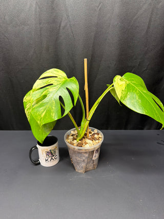 Monstera Aurea 4 Leaves