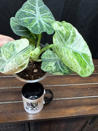 Alocasia Ninja Tri-Color